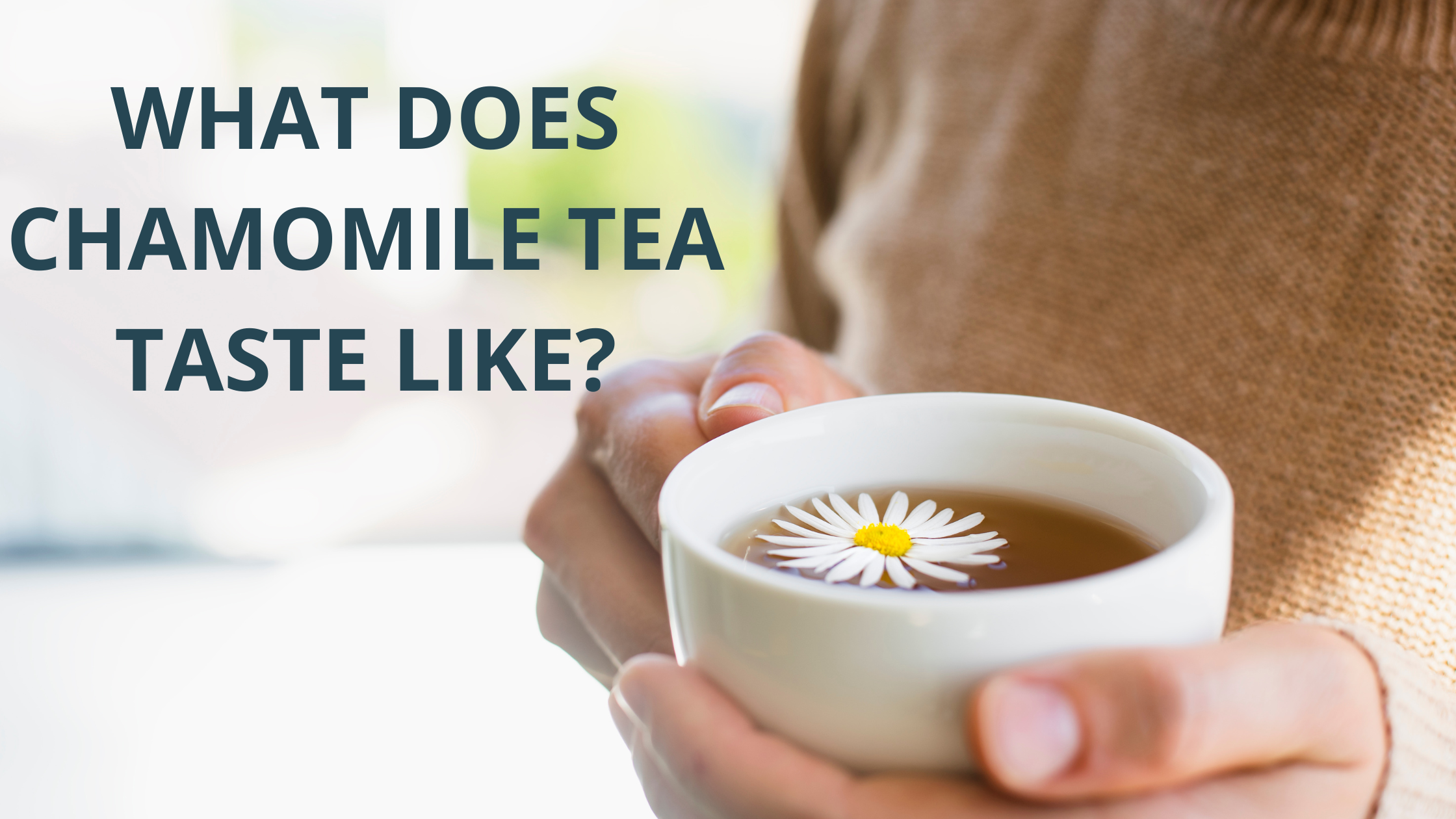 What-Does-Chamomile-Tea-Taste-Like Teavity