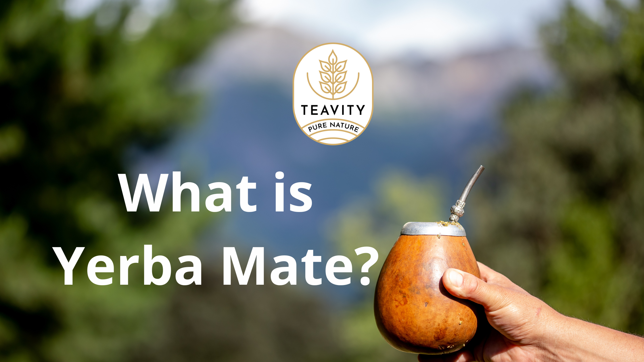 What-is-Yerba-Mate Teavity