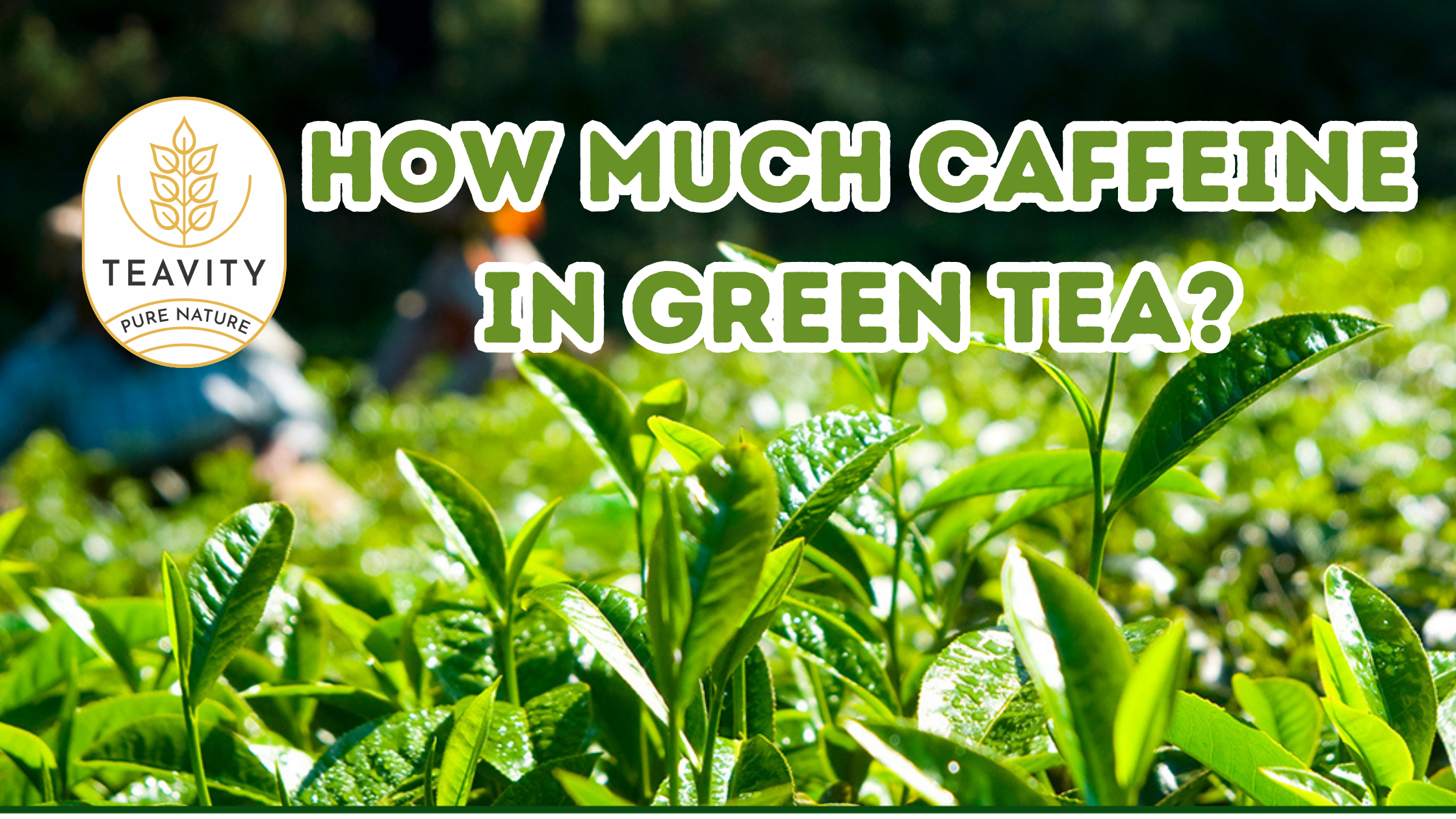 How Much Caffeine in Green Tea?