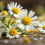 Chamomile
