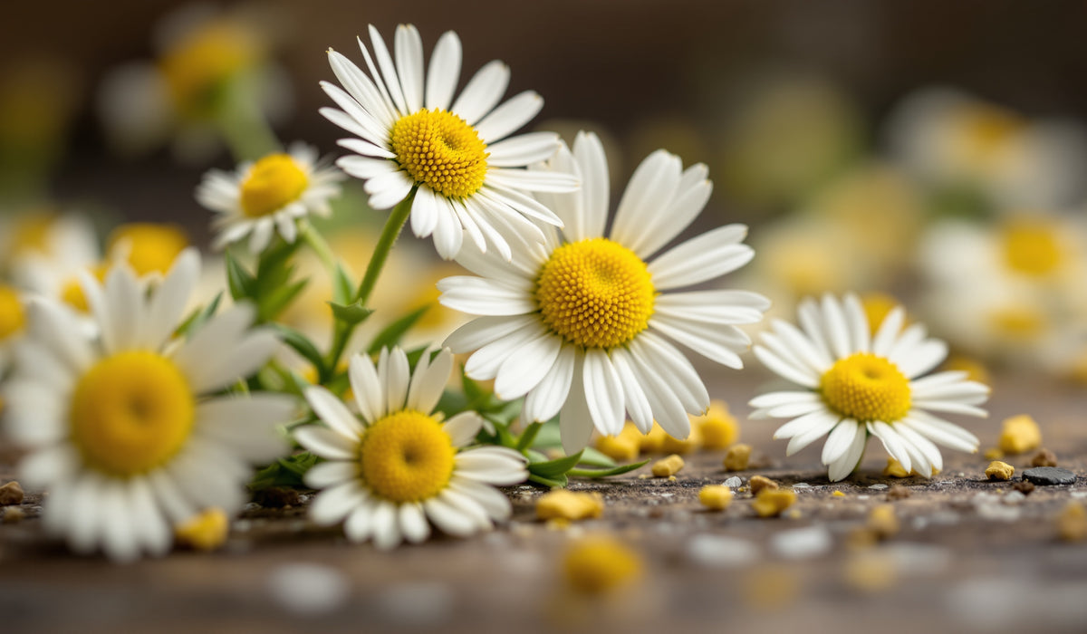 Chamomile — Teavity organic tea aroma