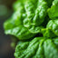 Spinach