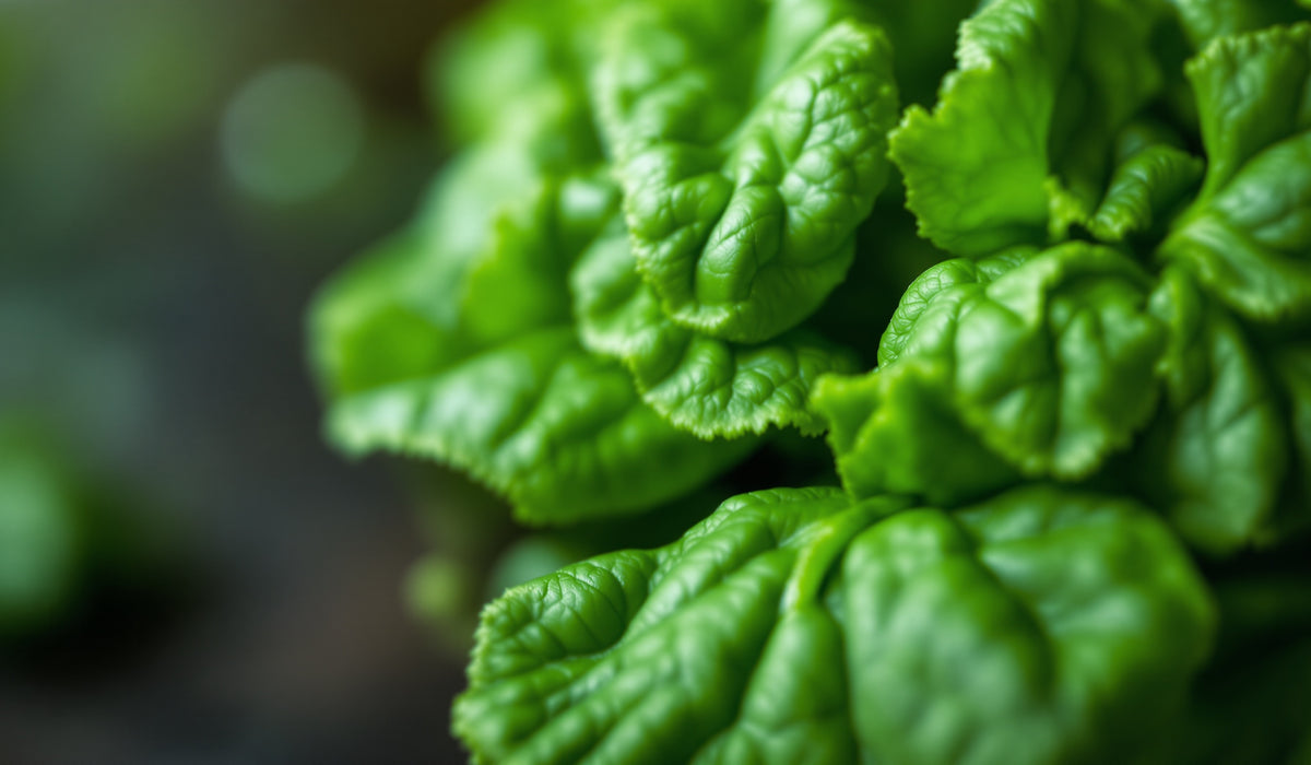Spinach — Teavity organic tea aroma