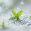 Lemon Verbena