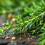 Rosemary