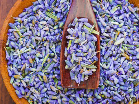 Common Lavender