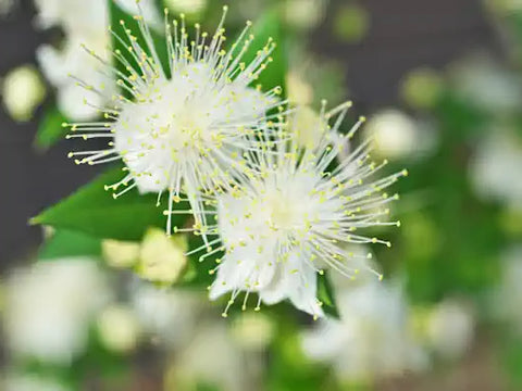 Backhousia citriodora