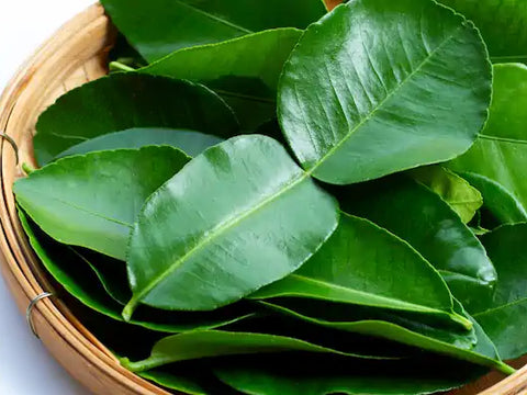 Citrus hystrix Leaves