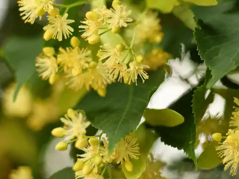 Basswood flower