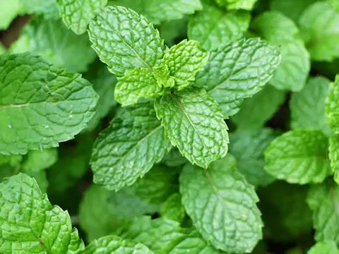 Apple Mint