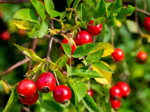 Dog rose