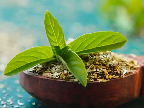 Holy Basil