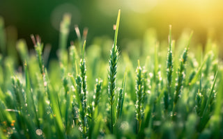 Grass