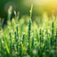 Grass