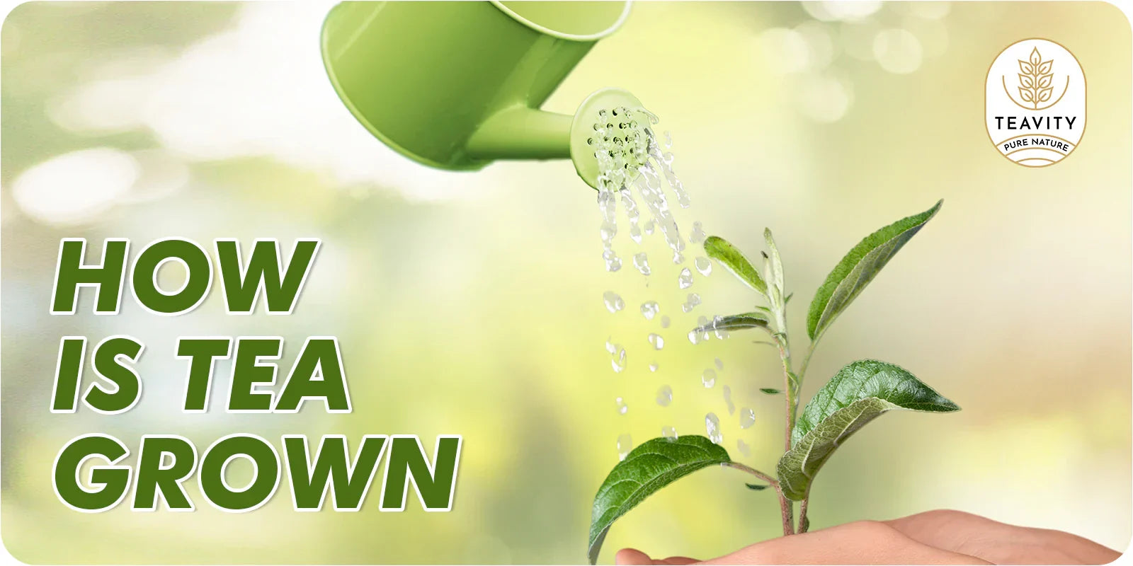 How is Tea Grown?