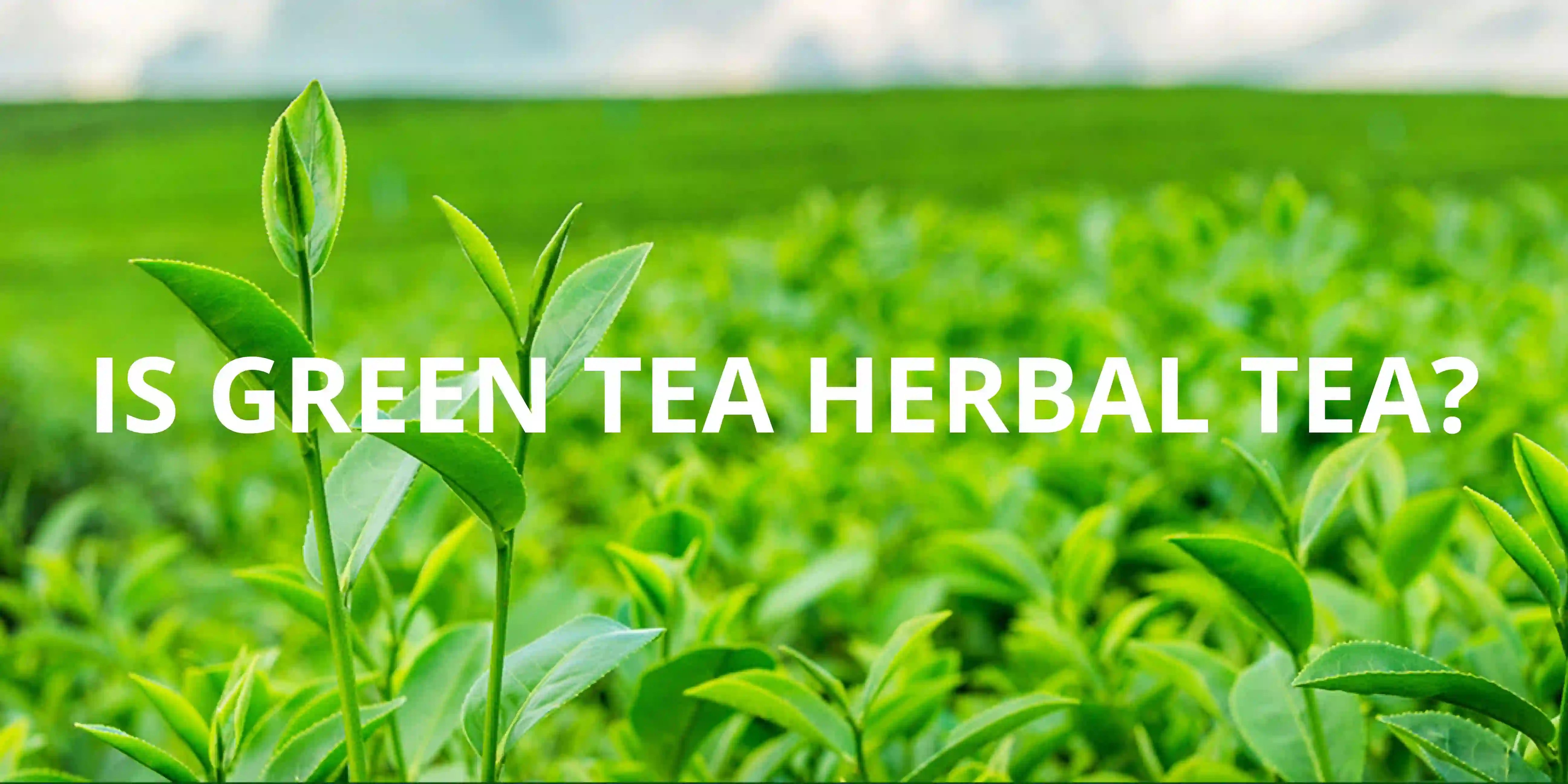 Is Green Tea Herbal Tea? Teavity