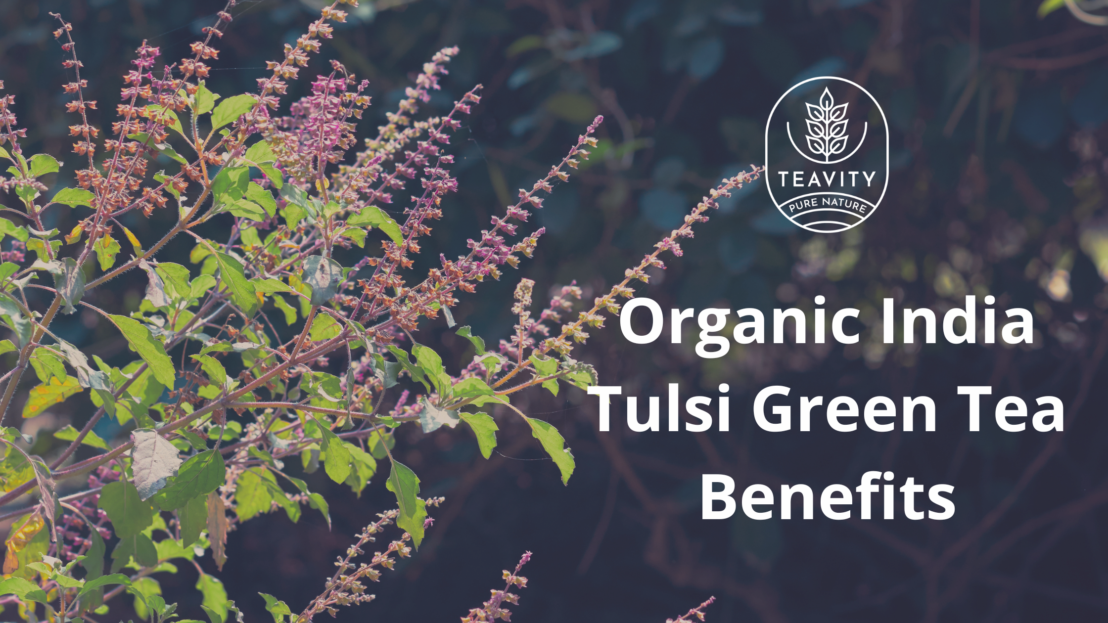 Organic India Tulsi Green Tea Benefits
