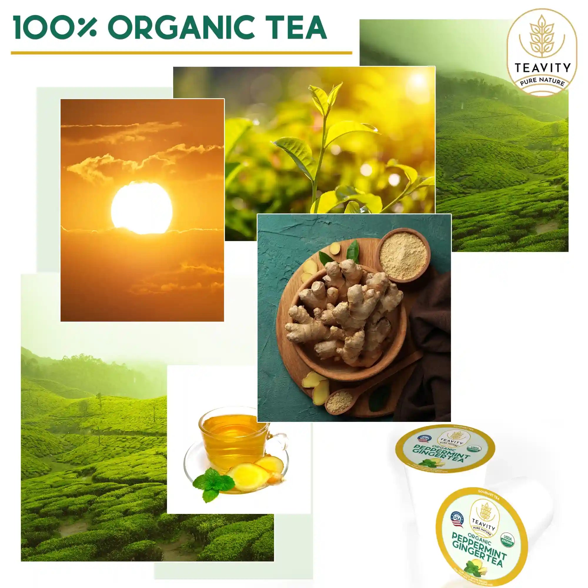 100% organic peppermint ginger tea pods by Teavity sourced from premium tea gardens