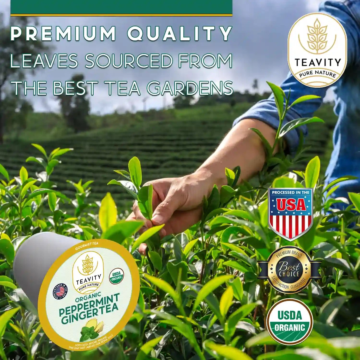 Teavity organic tea leaves sourced from premium gardens, processed in the USA