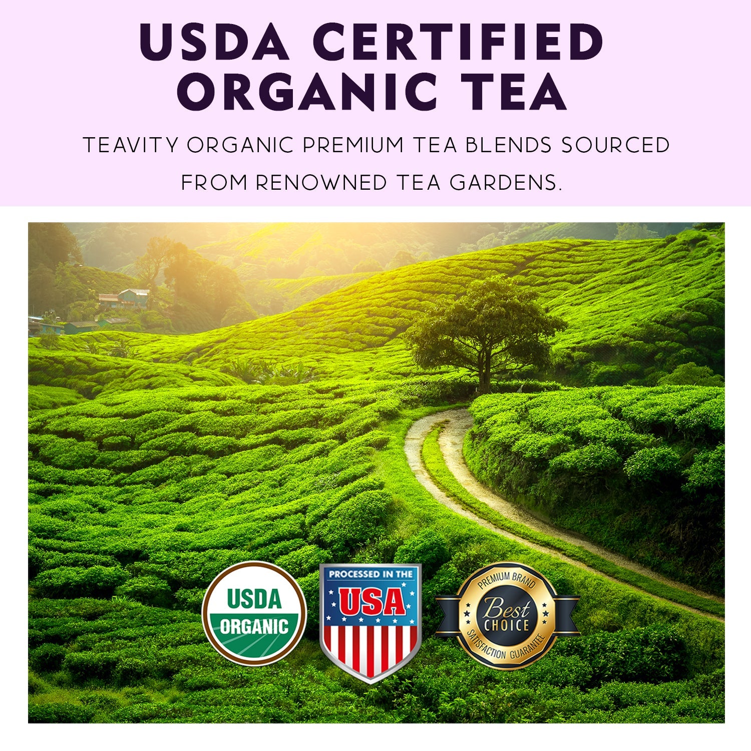 Organic After Dinner Tea Pods Teavity