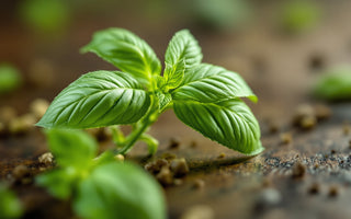 Basil