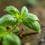 Basil