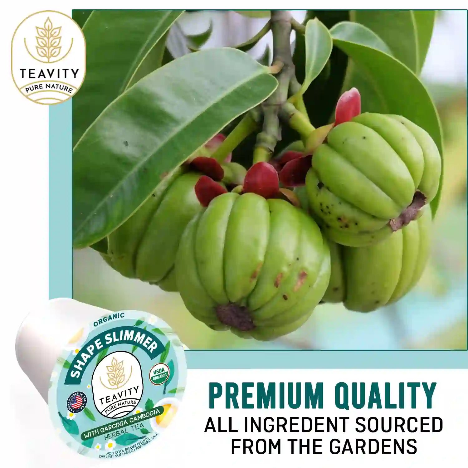 Garcinia cambogia fruit for Teavity Organic Shape Slimmer herbal tea pods
