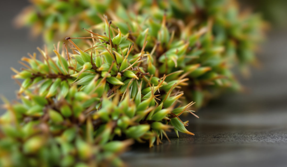 Eucalyptus — Teavity organic tea aroma