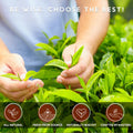 Organic Black Tea K cup - Teavity