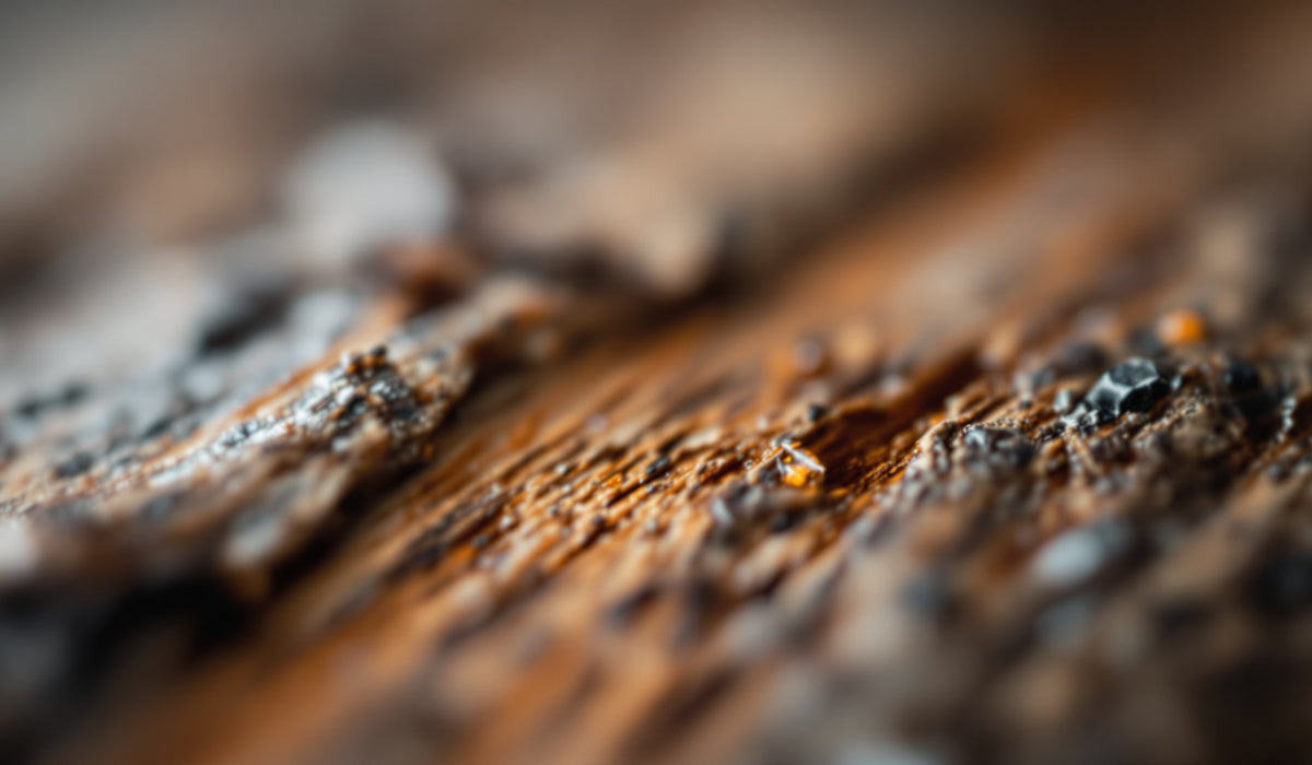 Wet Wood — Teavity organic tea aroma