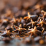 Clove