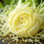 Fennel