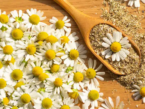 Blue Chamomile