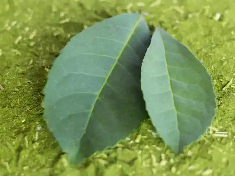 Green Yerba Mate