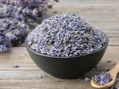 Common Lavender
