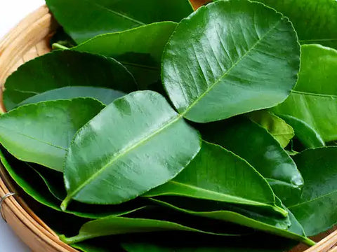 Citrus aurantiifolia leaves