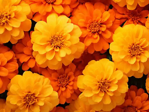 Calendula