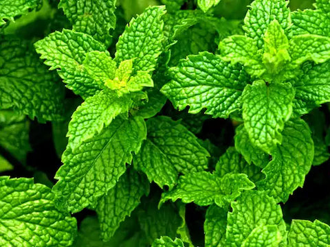 Brandy mint