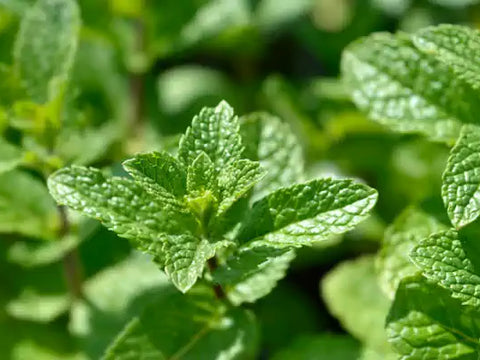 Common mint