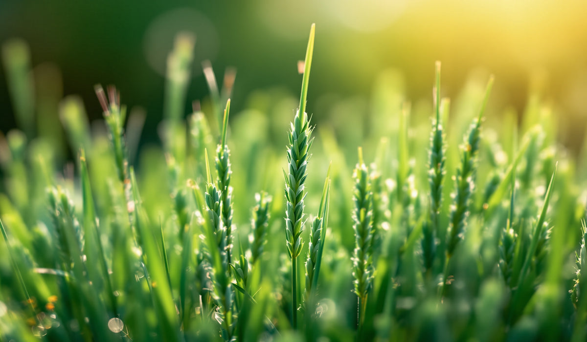 Grass — Teavity organic tea aroma