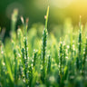 Grass